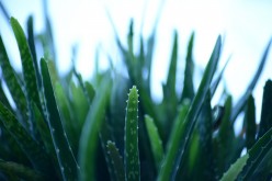 Aloe: una pianta leggendaria