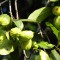 La garcinia, il frutto anti trigliceridi