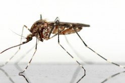 Tutte le informaziomi sul virus Zika