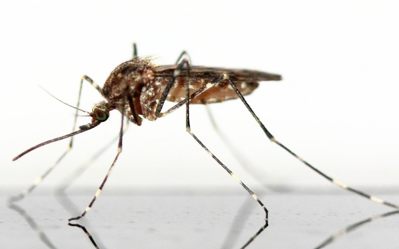 Tutte le informaziomi sul virus Zika