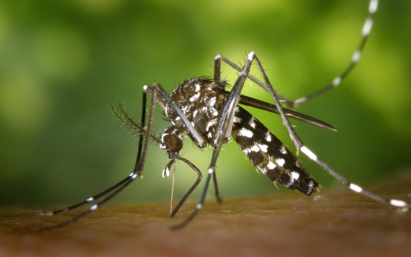Zanzare e virus: prevenzione e cura con l’omeopatia