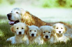 Come e quando separare i cuccioli dalla mamma senza traumi
