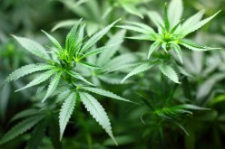 Regole per la redazione della Ricetta si Cannabis
