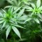 Regole per la redazione della Ricetta si Cannabis