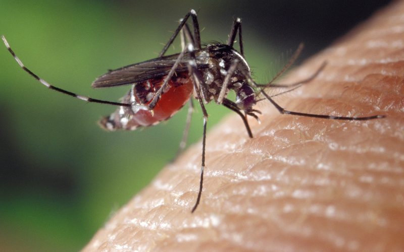 La chikungunya, la malattia virale acuta dal nome impronunciabile