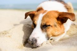 Colpo calore cane e gatto: sintomi, terapia e prevenzione