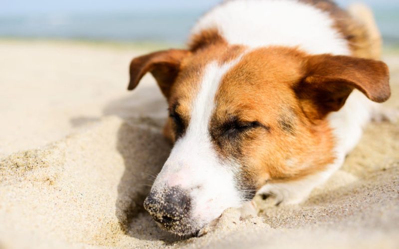 Colpo calore cane e gatto: sintomi, terapia e prevenzione