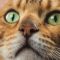 Acne felina: dalle cause alla cura del disturbo dei gatti
