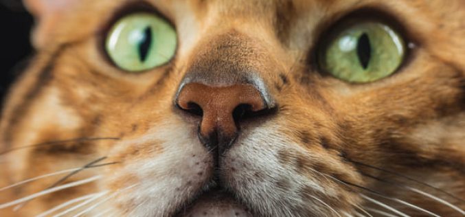 Acne felina: dalle cause alla cura del disturbo dei gatti
