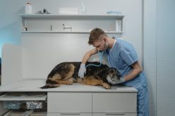 Vaccinazioni cani e gatti: core, non core e circumstantial