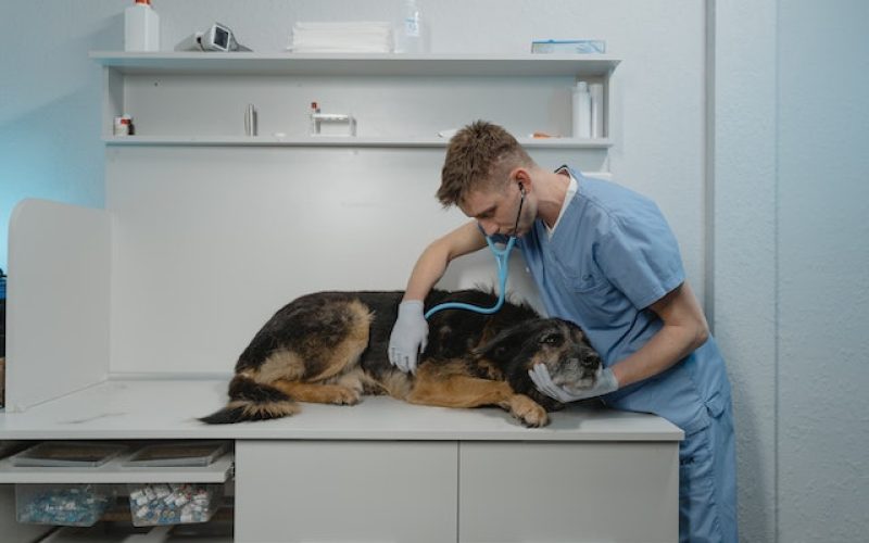 Vaccinazioni cani e gatti: core, non core e circumstantial