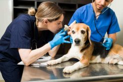 Forasacco cane: i sintomi e cosa fare