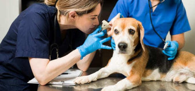 Forasacco cane: i sintomi e cosa fare