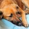 Gravidanza isterica cane: come riconoscerla e affrontarla